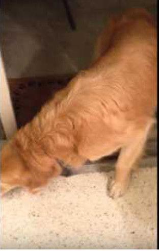 狗子吃瓜被打屁股视频,萌态十足引网友热议