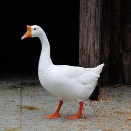 吃瓜鹅组完整视频,揭秘娱乐圈幕后真相