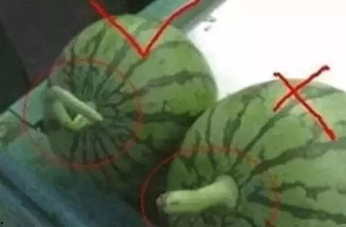 如何做吃瓜视频引流,轻松引流吸粉攻略