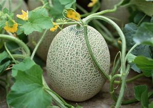 喝酒吃哈密瓜视频大全集