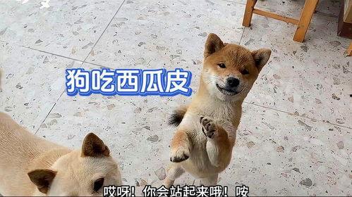 黑娃吃瓜的视频,一场视觉盛宴的美食之旅