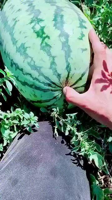 吃瓜正确打开方法图片视频,正确打开方法图解与视频教程