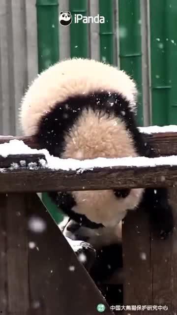 小熊吃瓜视频,萌宠美食大揭秘