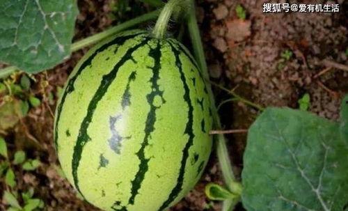 如何给花皮瓜摘心吃呢视频,花皮瓜摘心技巧与美味食用指南