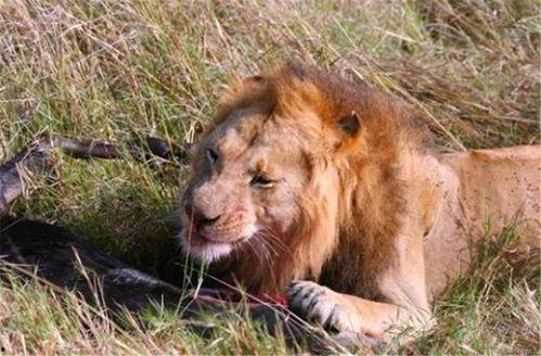 大狮子吃葫芦瓜视频,趣味横生萌态十足