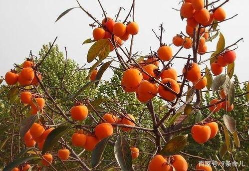 河边柿子树吃瓜视频,一场欢乐的吃瓜盛宴