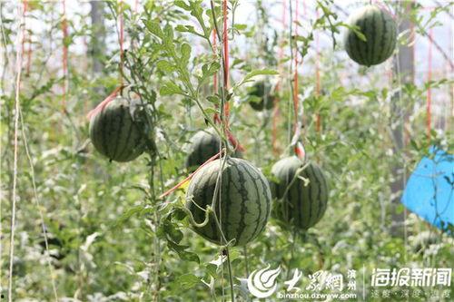 康定吃瓜事件视频最新,一场网络热议背后的真相揭秘