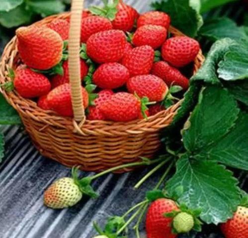 草莓园女的吃瓜视频,揭秘娱乐圈幕后故事